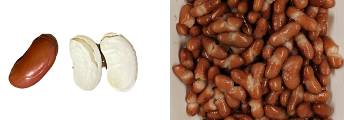 . Examples of dry bean seeds with mild to severe seed coat checks 